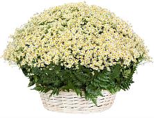 Цветочная композиция из Ромашки в корзине #REPLACE_PRED# Духовщине